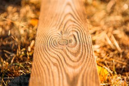 Браширование древесины хвойных пород